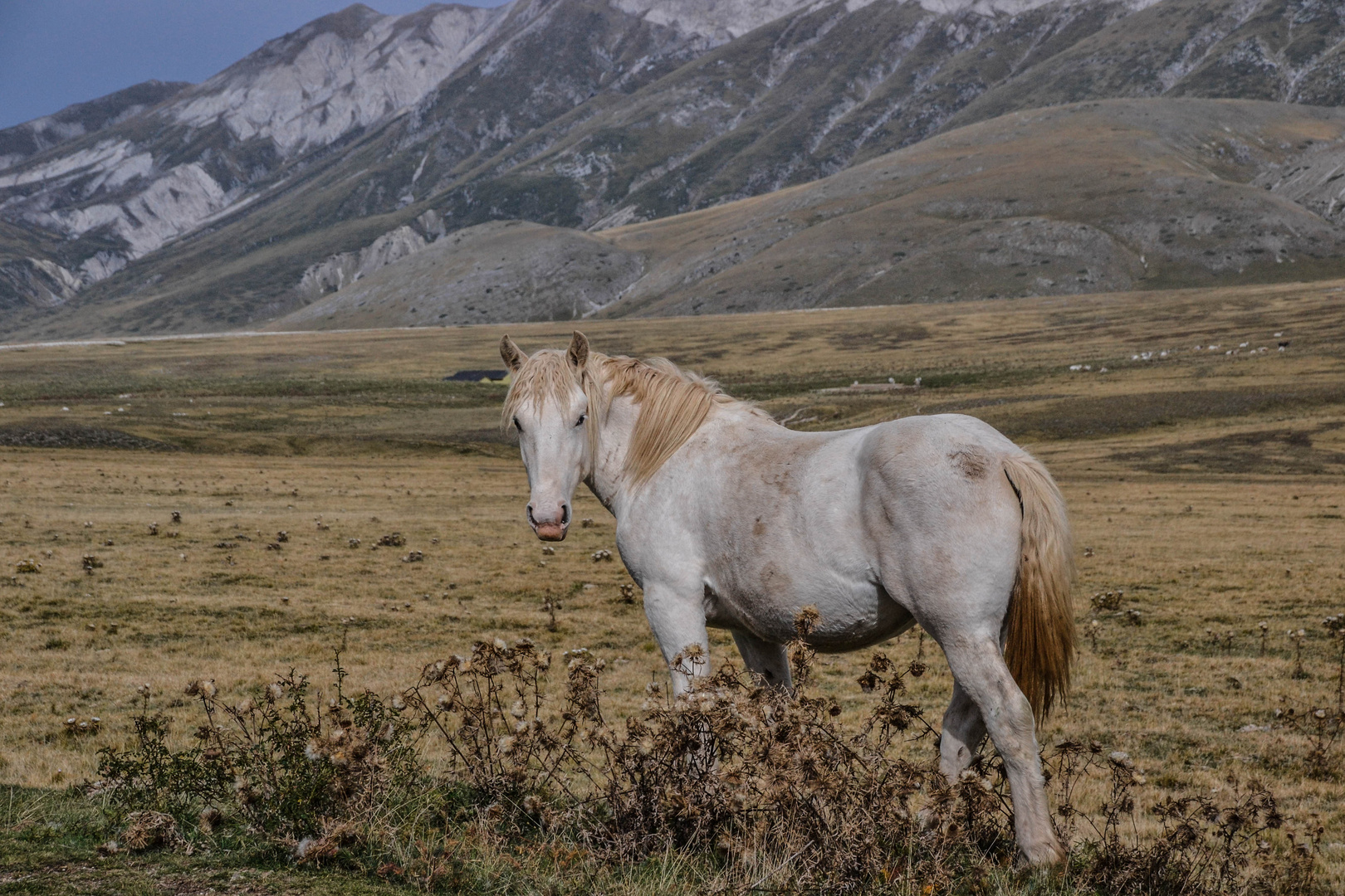 Wildpferde in den Abruzzen