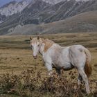 Wildpferde in den Abruzzen