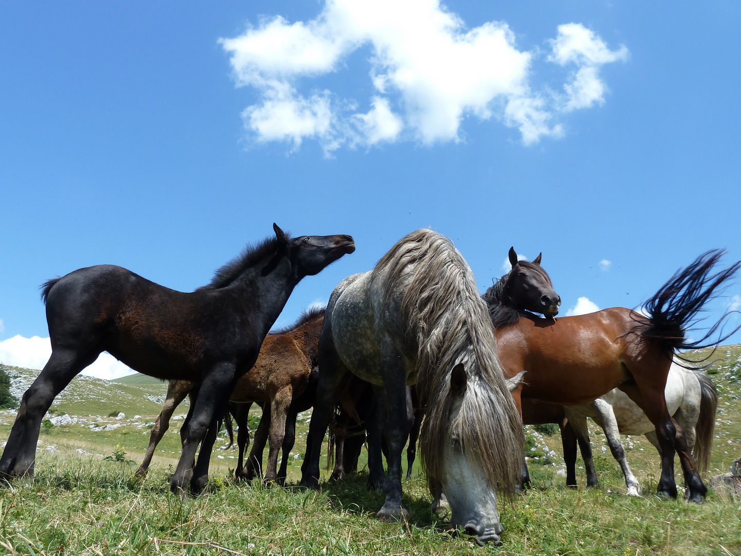 Wildpferde in den Bergen bei Livno Bosnien