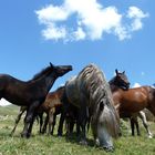 Wildpferde in den Bergen bei Livno Bosnien