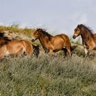 Wildpferde in den Dünen Egmonds