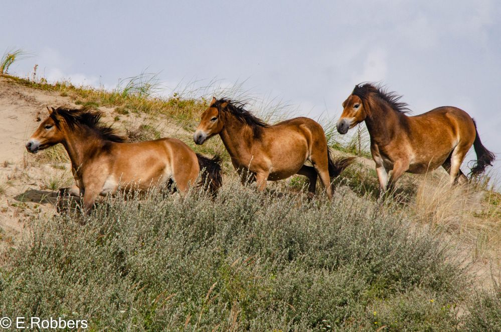 Wildpferde in den Dünen Egmonds