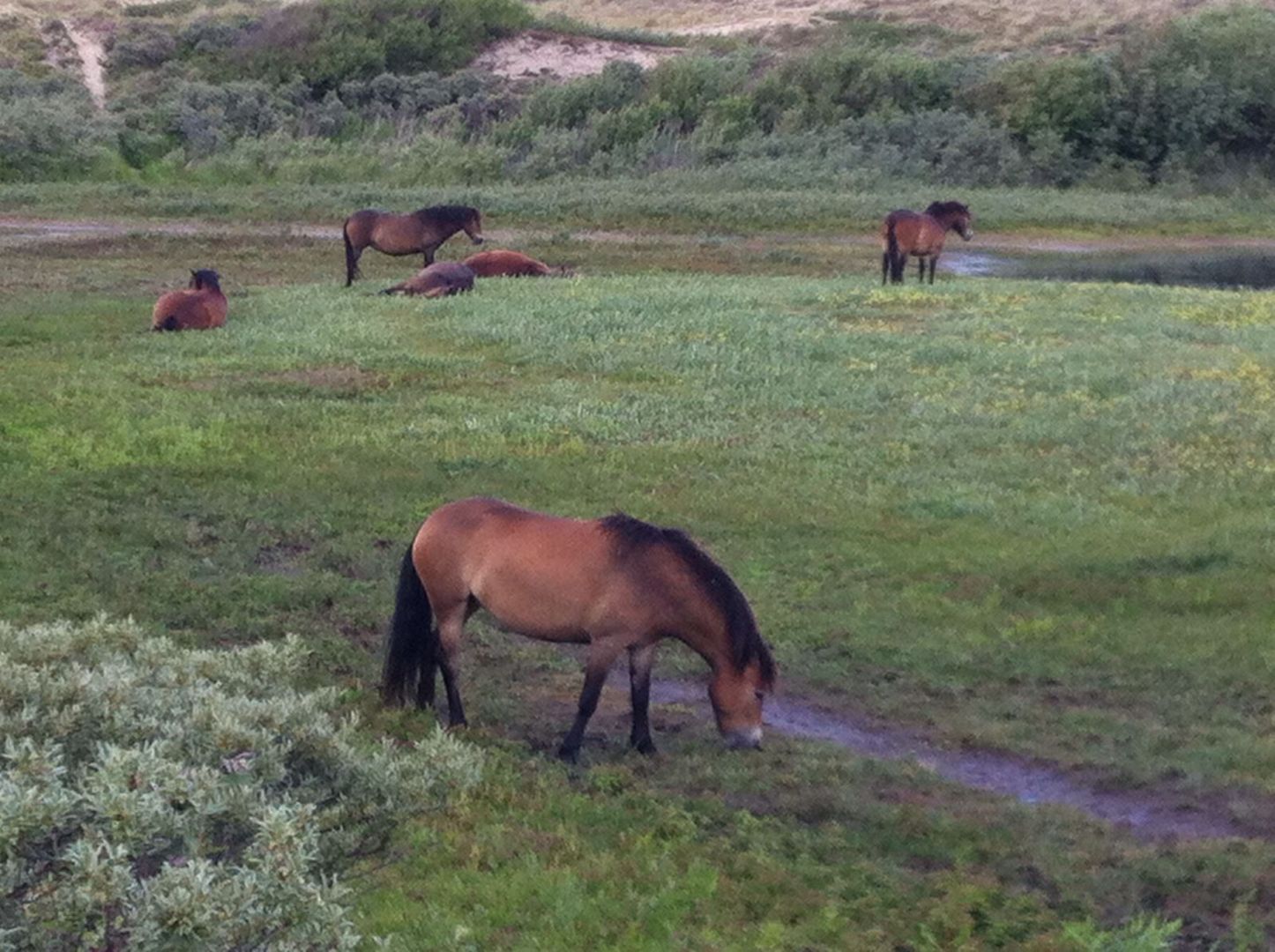 Wildpferde  in den Dünen (NL Egmond an Zee)