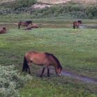 Wildpferde  in den Dünen (NL Egmond an Zee)