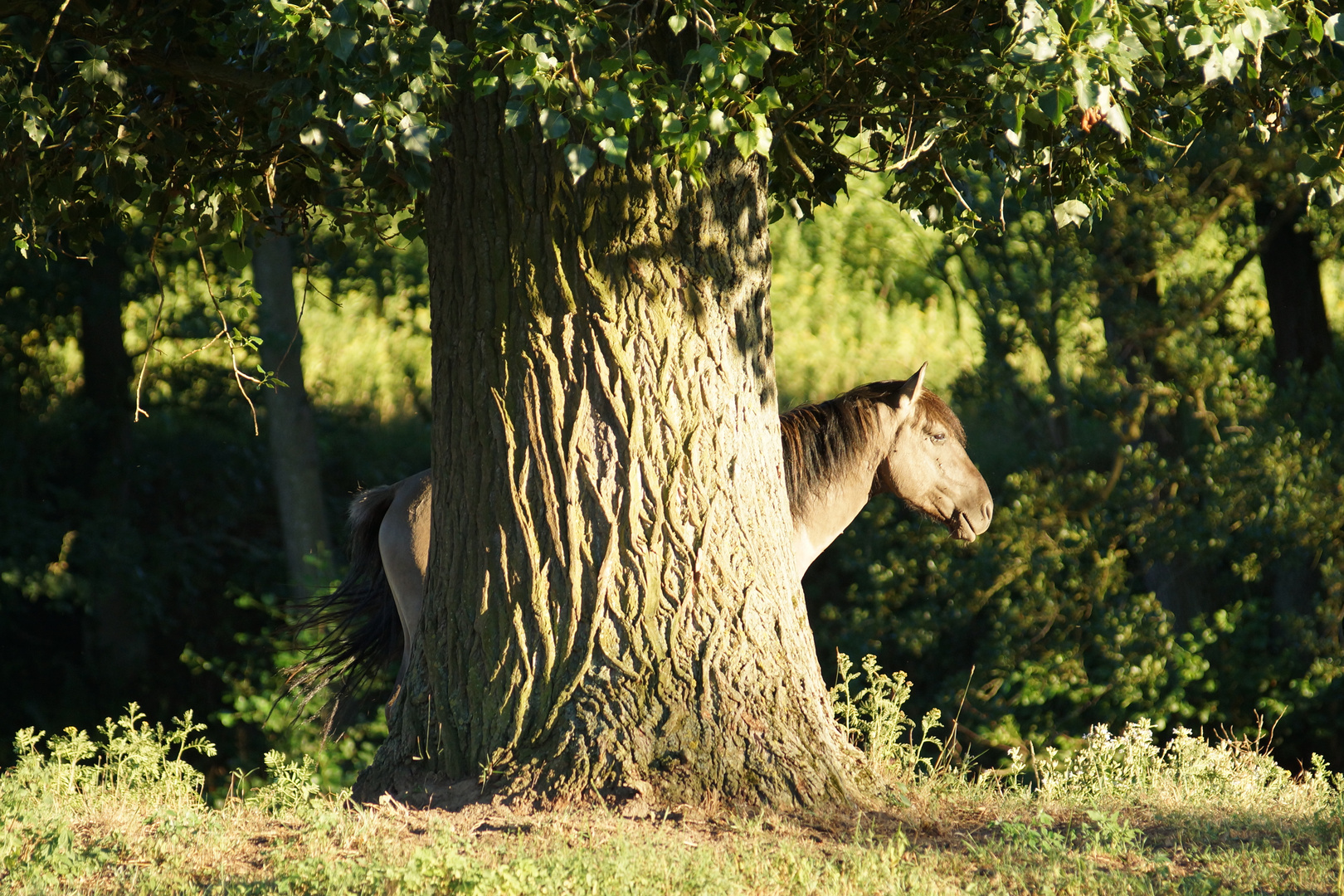 Wildpferde in den Emsauen