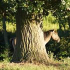 Wildpferde in den Emsauen