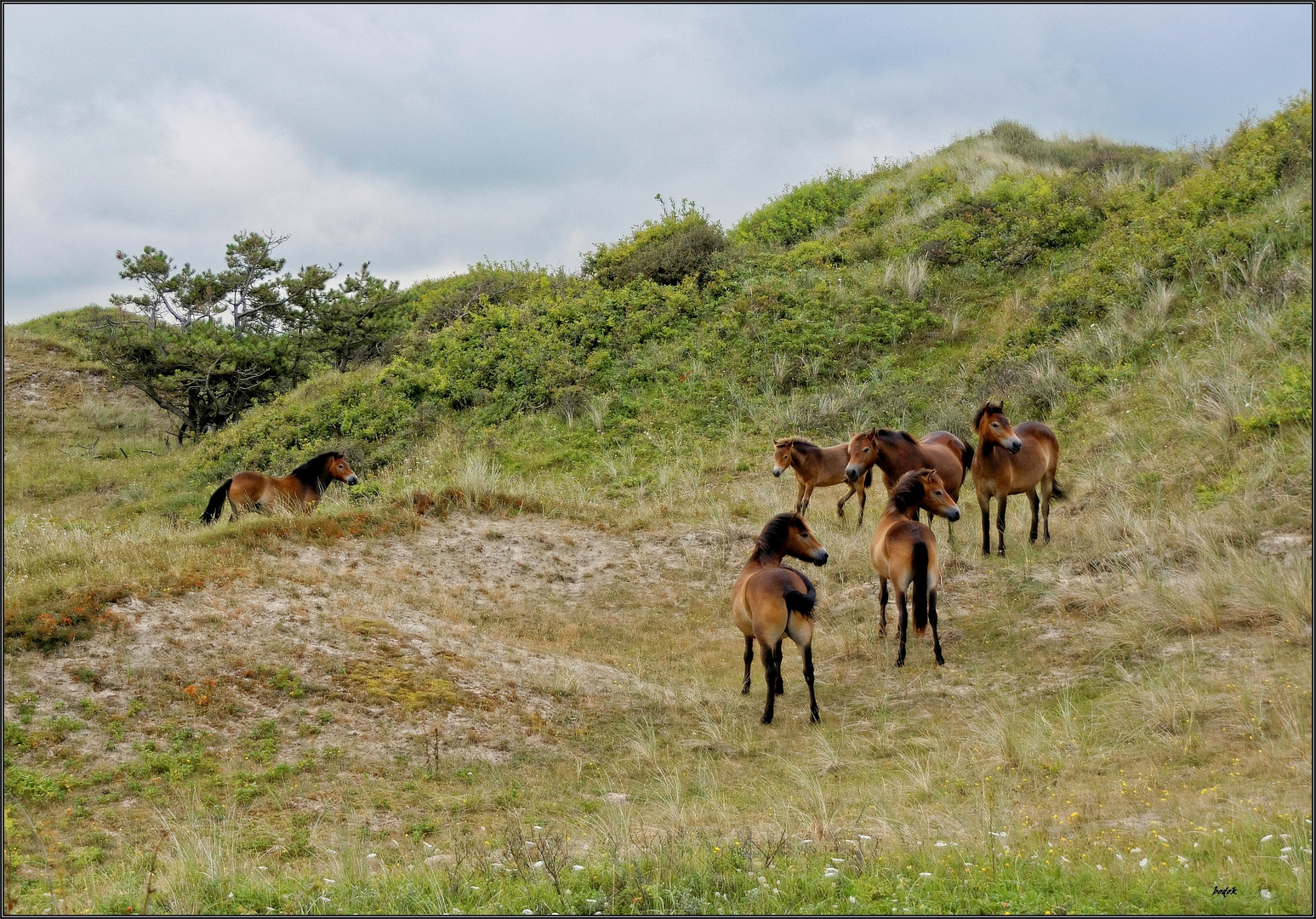 Wildpferde in den  „Schoorlse Duinen“