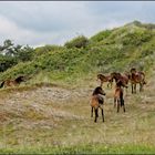 Wildpferde in den  „Schoorlse Duinen“