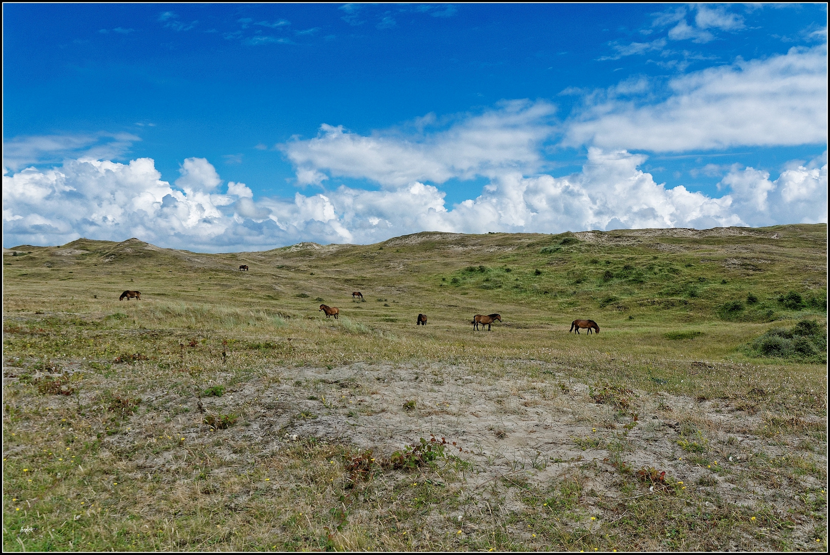 Wildpferde in den Schoorlser Dünen