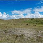 Wildpferde in den Schoorlser Dünen