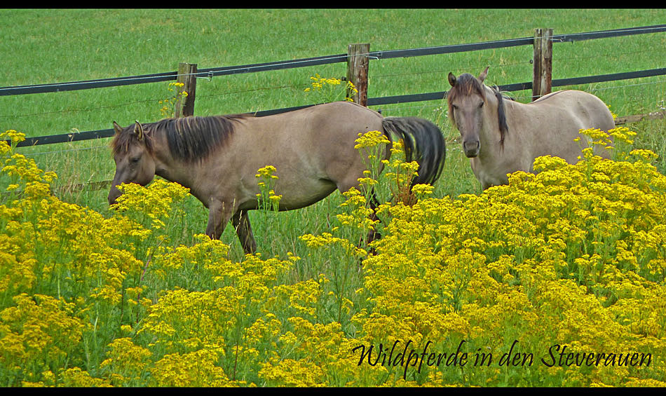 Wildpferde in den Steverauen