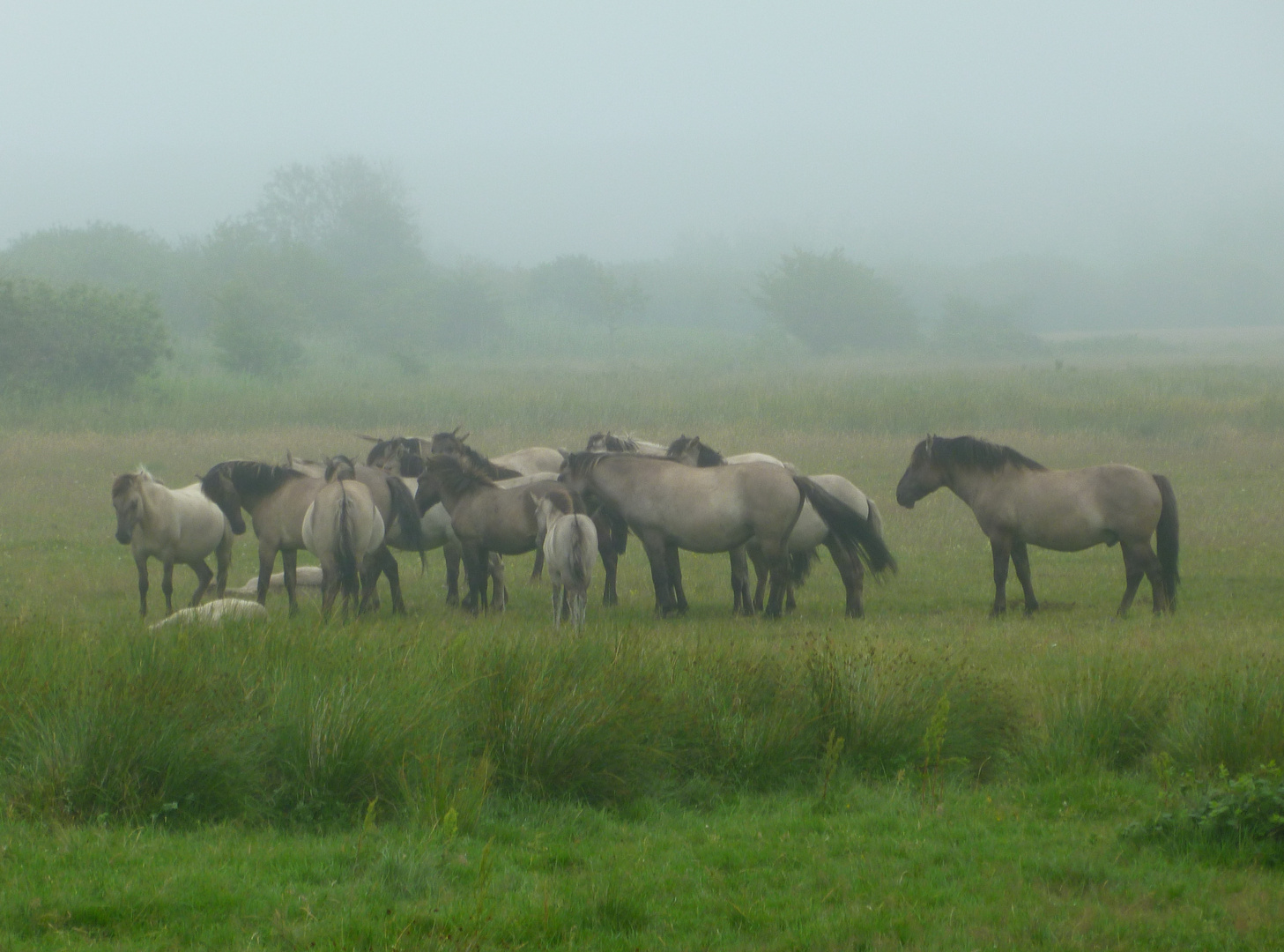 Wildpferde in der Birk