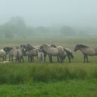 Wildpferde in der Birk