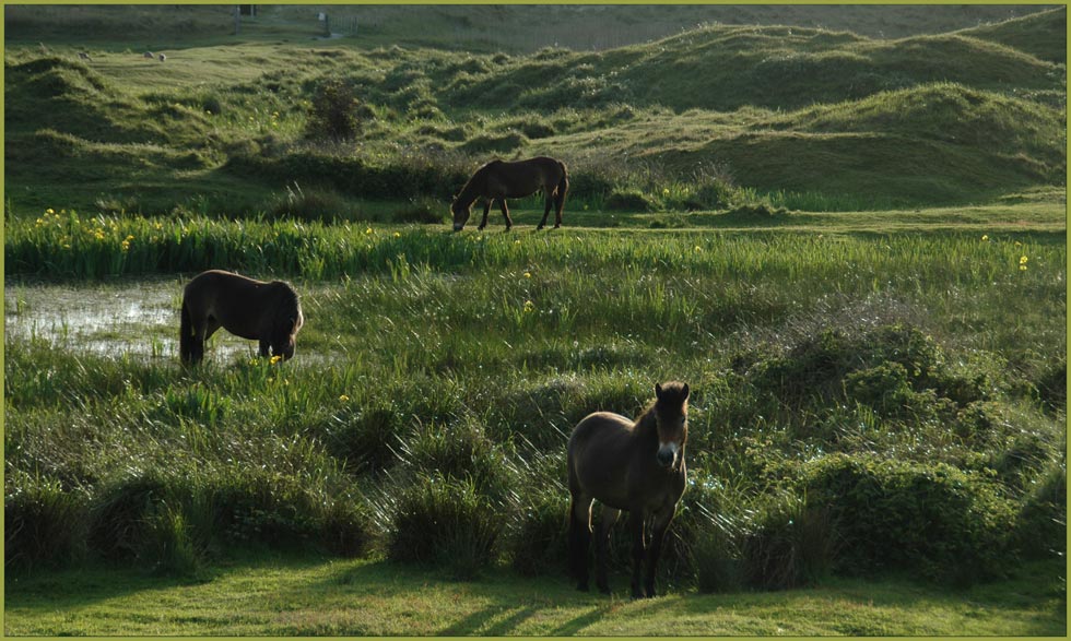 Wildpferde in der "Bollekammer" / Texel