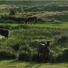 Wildpferde in der "Bollekammer" / Texel