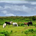 Wildpferde in der Dartmoorlandschaft / Südengland