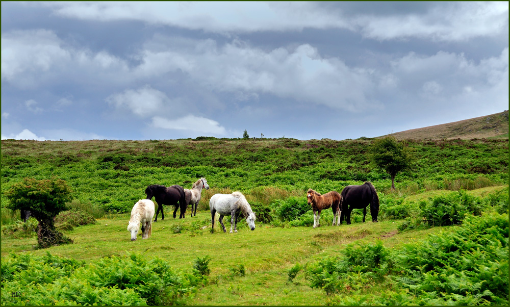 Wildpferde in der Dartmoorlandschaft / Südengland