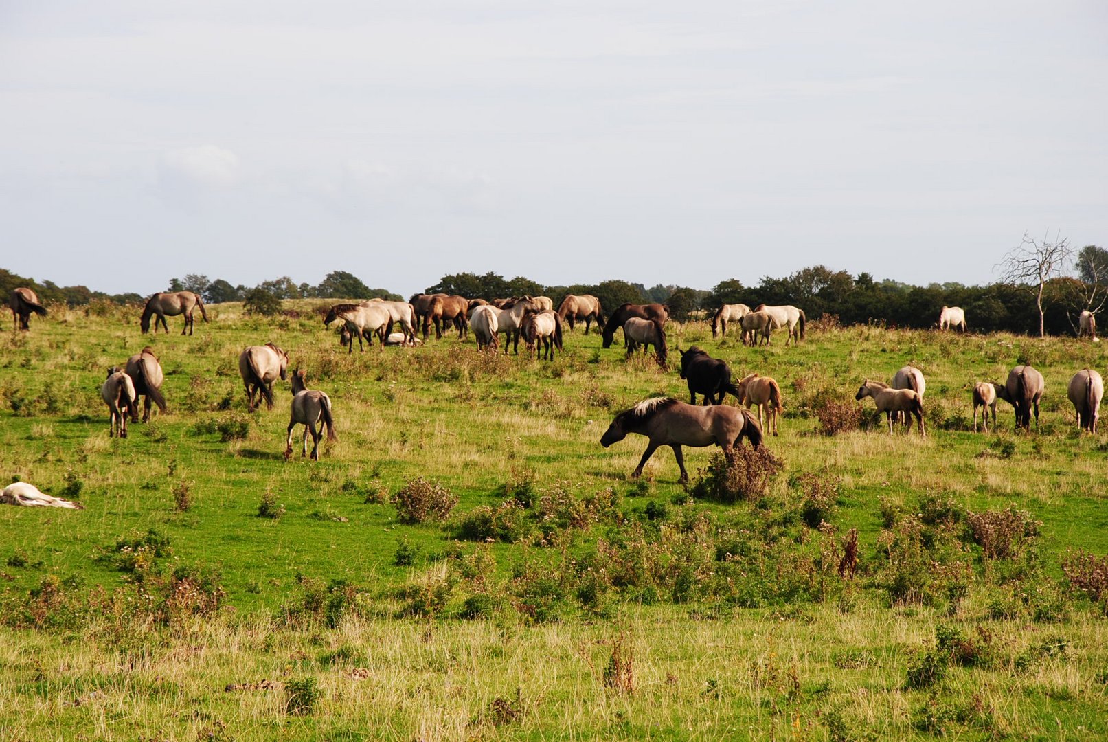 Wildpferde in der Geltinger Birk