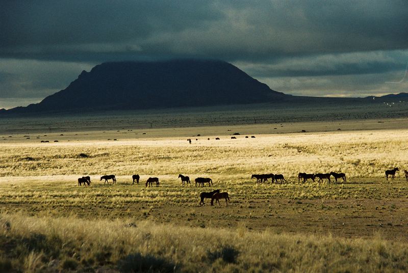 Wildpferde in der Namib