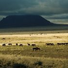 Wildpferde in der Namib