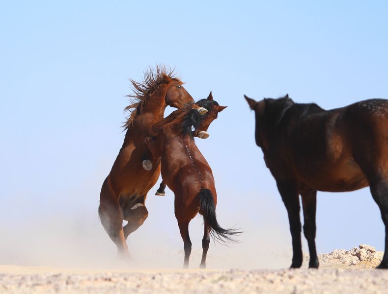 Wildpferde in der Namib