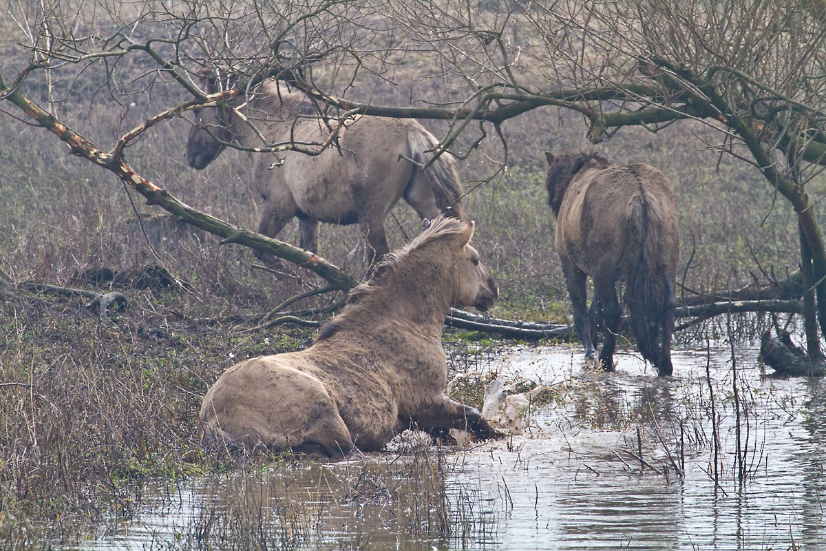 ..Wildpferde in der Rheinaue ...