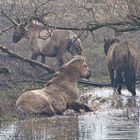 ..Wildpferde in der Rheinaue ...