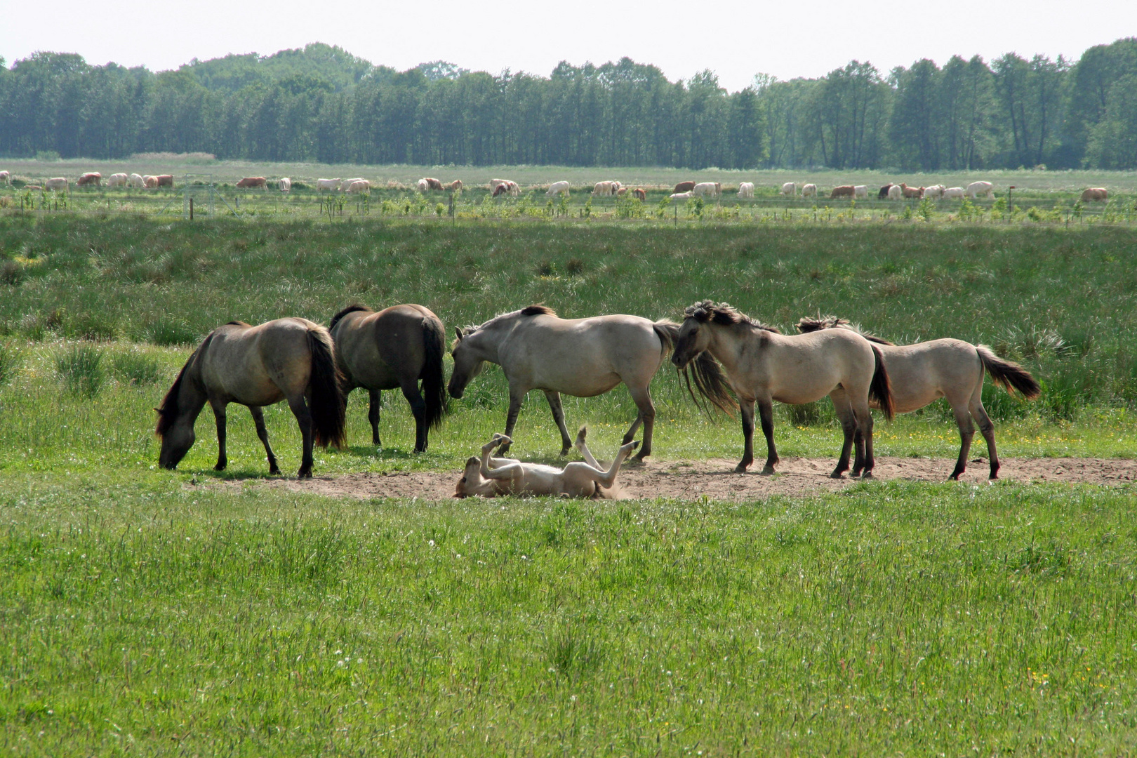 Wildpferde in der Spreeaue bei Cottbus