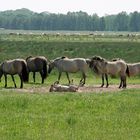 Wildpferde in der Spreeaue bei Cottbus