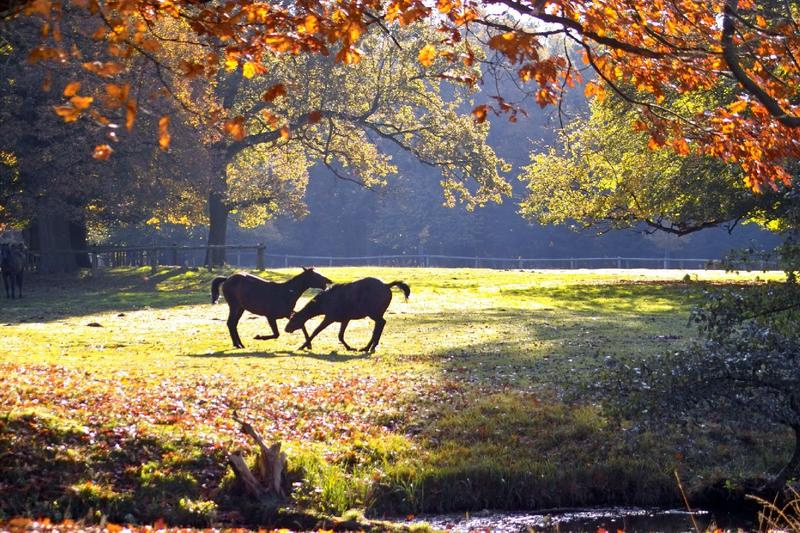 Wildpferde in Dülmen