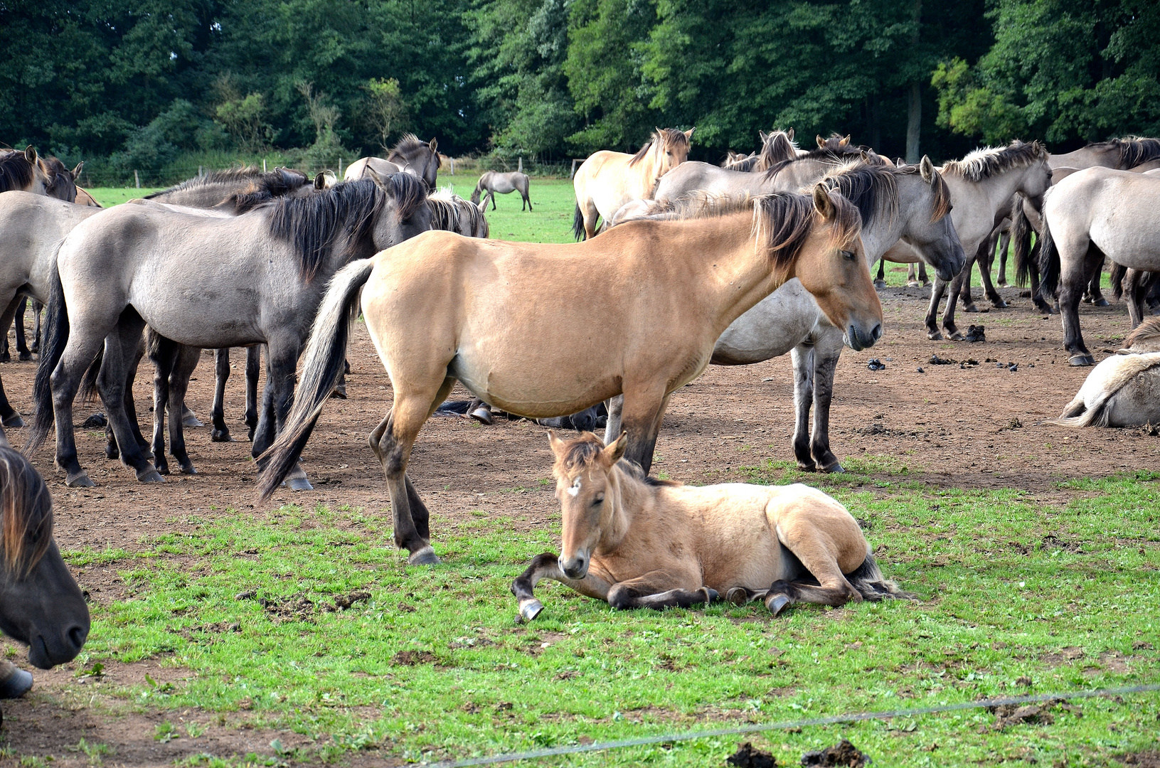 Wildpferde in Dülmen 3