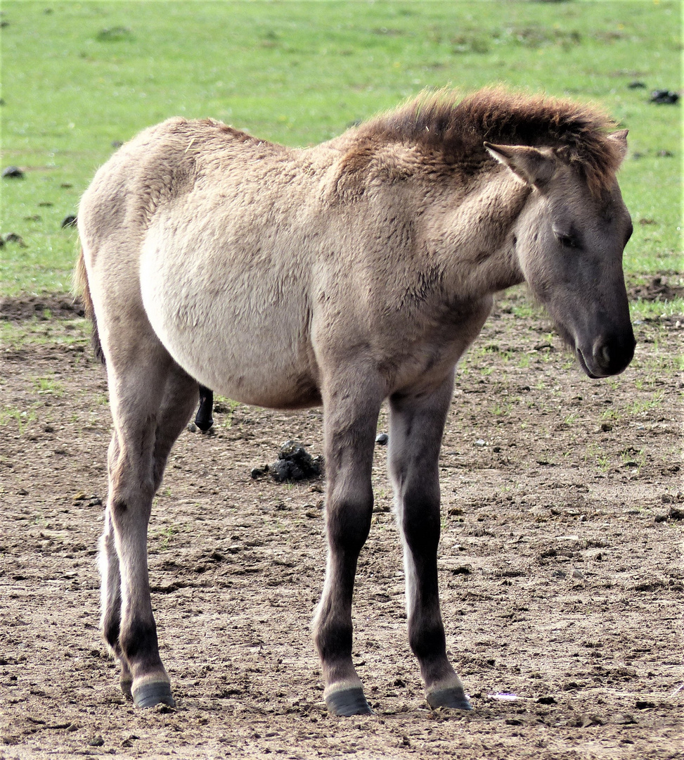 Wildpferde in Dülmen - 6