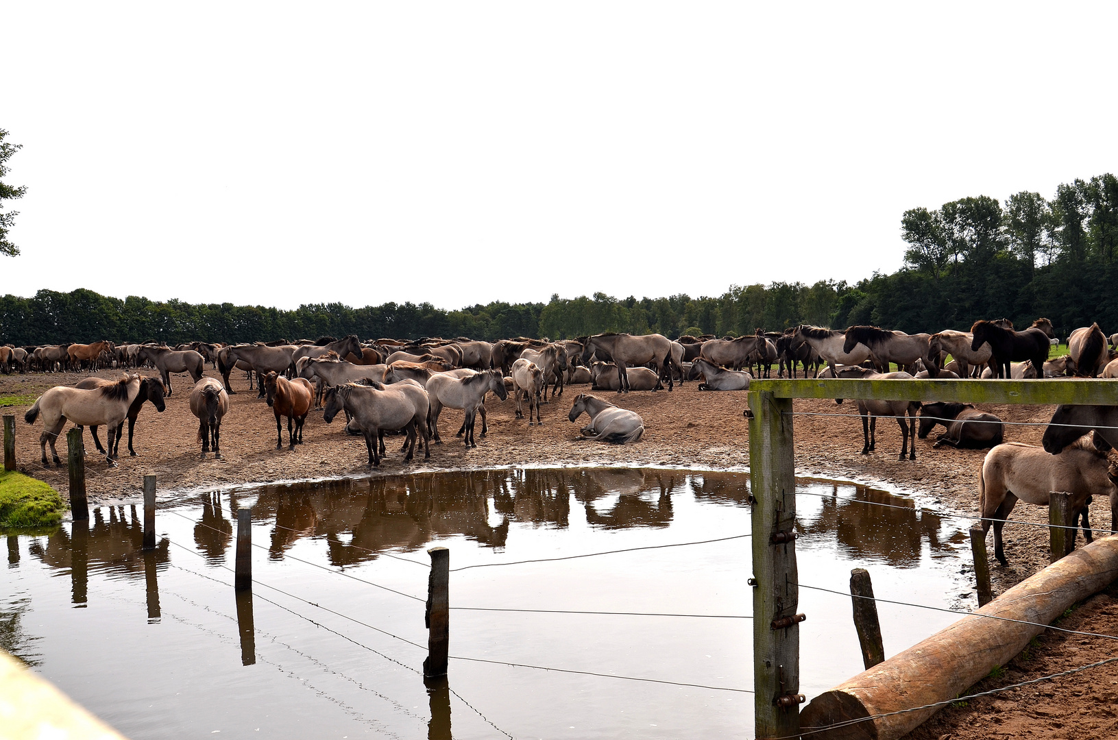 Wildpferde in Dülmen