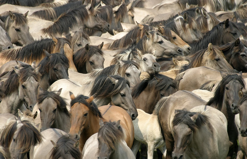 Wildpferde in Dülmen