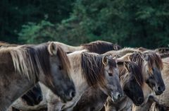 Wildpferde in Dülmen