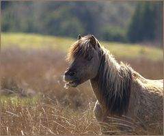 Wildpferde in Haselünne 10