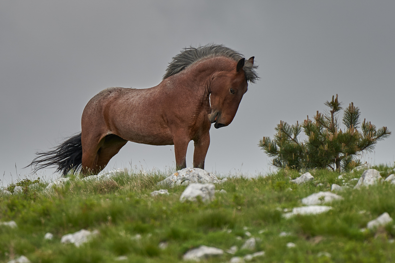 Wildpferde in Kroatien