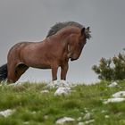 Wildpferde in Kroatien