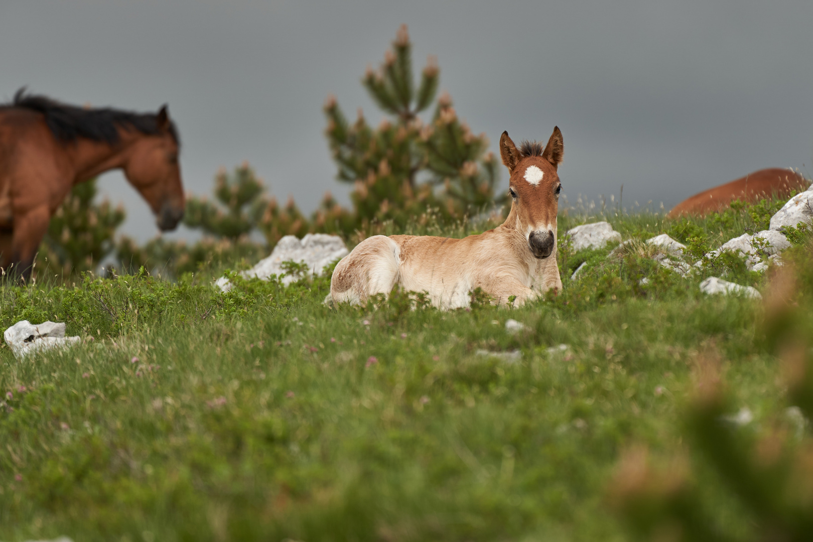 Wildpferde in Kroatien II