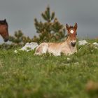 Wildpferde in Kroatien II