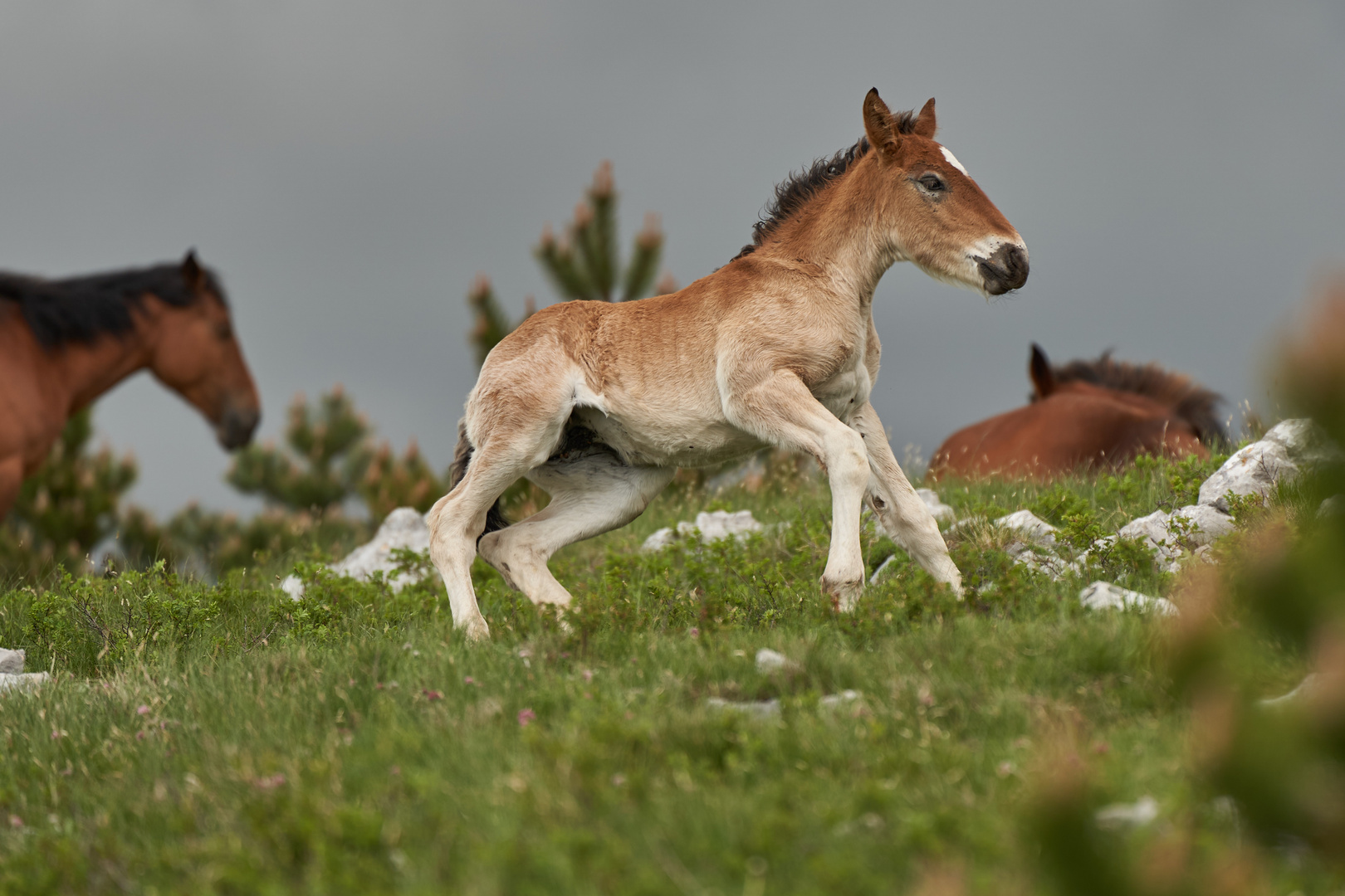 Wildpferde in Kroatien III