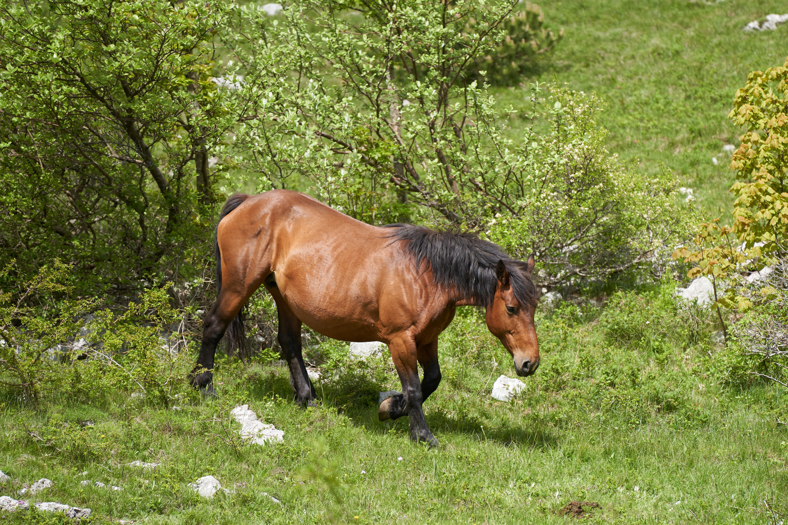 Wildpferde in Kroatien IV