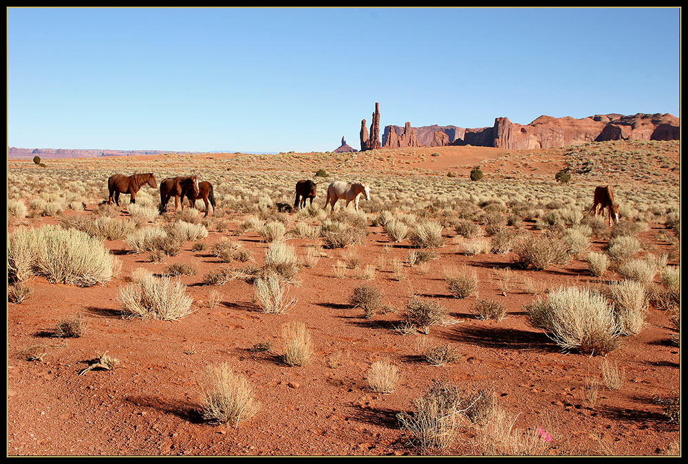 Wildpferde in Monument Valley