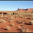 Wildpferde in Monument Valley