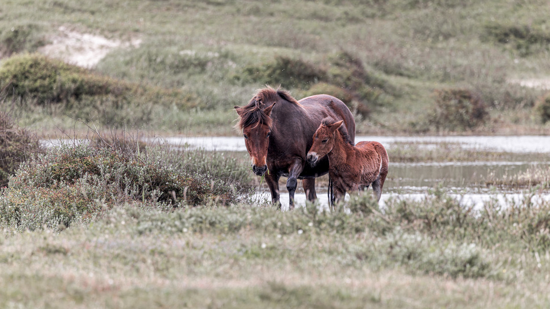 Wildpferde in Nordholland