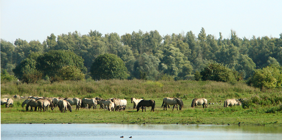 Wildpferde in Oostvaarderplassen in Holland