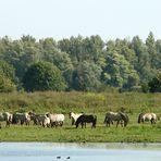 Wildpferde in Oostvaarderplassen in Holland