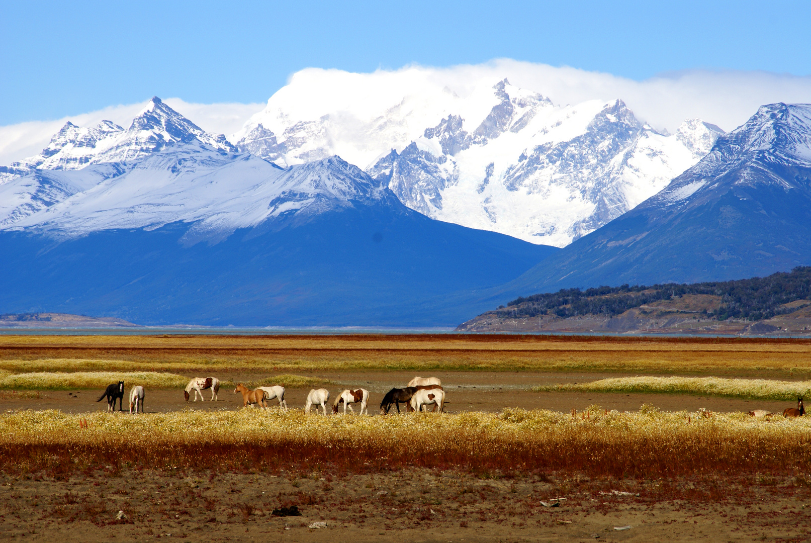 Wildpferde in Patagonien
