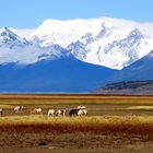 Wildpferde in Patagonien