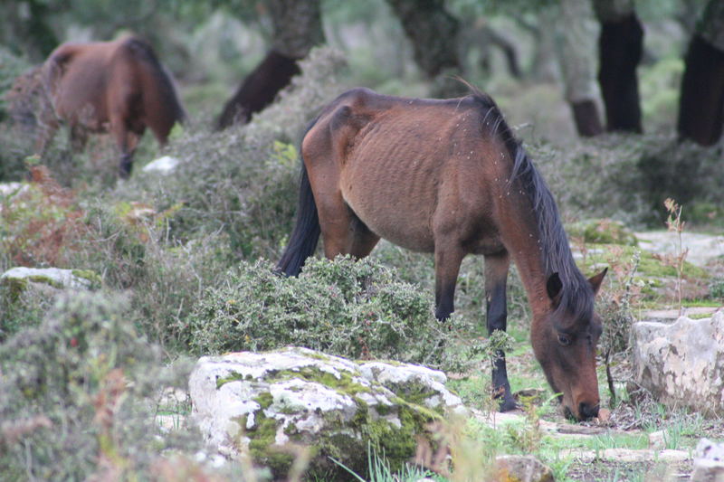 wildpferde in sardinien